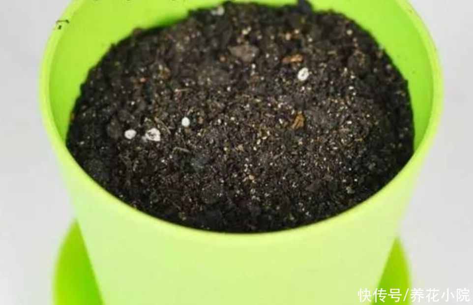 花盆里出现小黑飞怎么办？只用2招，全部清除干净