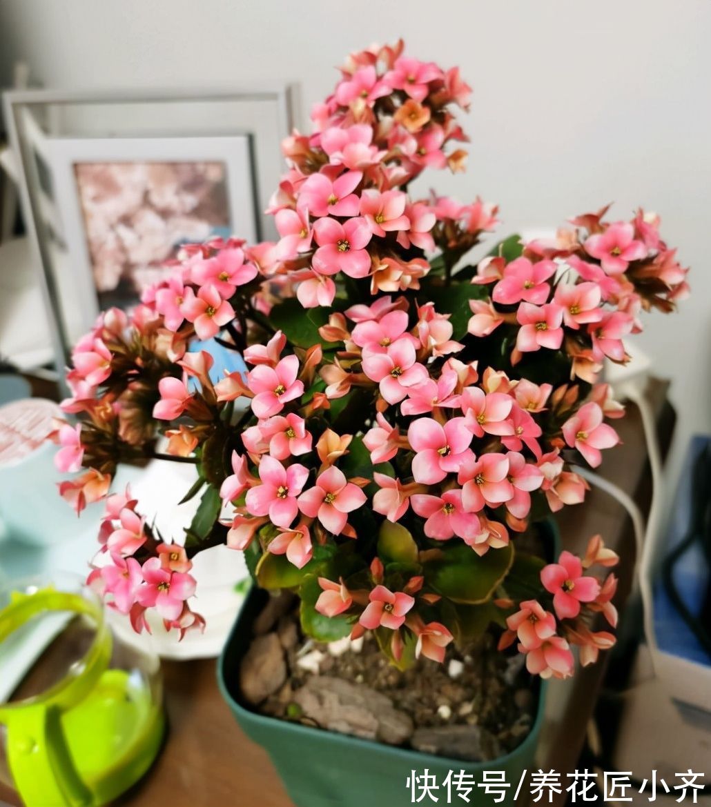 买到长寿花小苗，不要让它开花，做好这几步，让它花量“翻几倍”