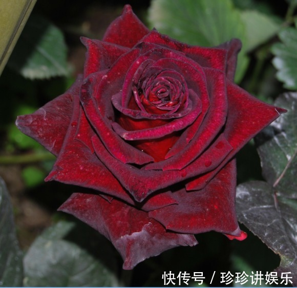 10个最奇葩的月季品种，你可能一个都没见过！