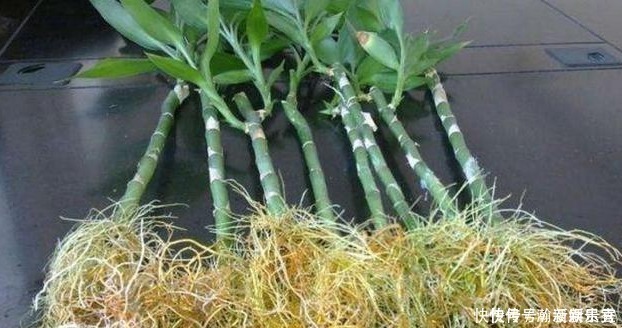 油绿|食用醋也能用来养花,隔壁王大爷分享3个小窍门,叶片油绿开花多