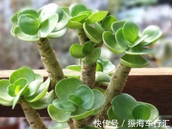 中国人讲究喜,4种“招财”花富贵喜庆,寓意牛年好运财源滚滚来