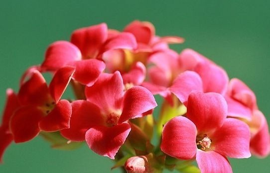 养此款花卉，福旺运旺财更旺，财运爆发，事业风生水起