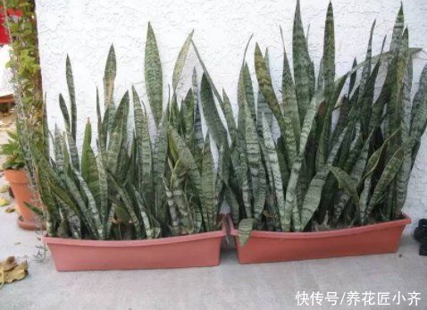 养分|养了一年的虎皮兰不生长？看看这2点，按照步骤操作就能快速冒芽