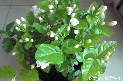 这“4种”绿植,卧室放一盆,助力好睡眠,轻松一整天!