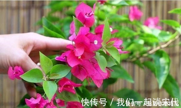 柠檬酸|三角梅“黄叶”不开花,用这2种水浇一浇,叶子油绿,满头花!