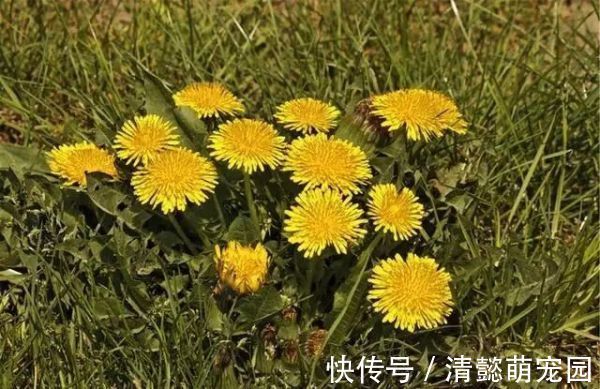 排毒|蒲公英,被称为“药草皇后”,请记住“6功效、7搭配、8禁忌”