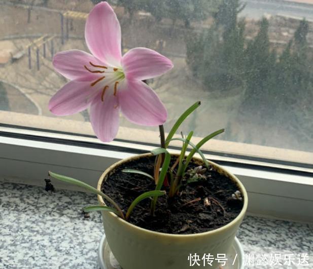 这些“老话”通俗易懂，能叫养花人少走弯路