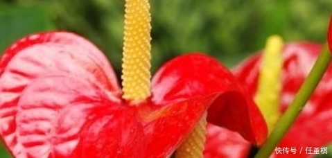 空气湿度|想要红掌生长旺盛?农村大爷教你3招,花蹭蹭的开,想不爆盆都难