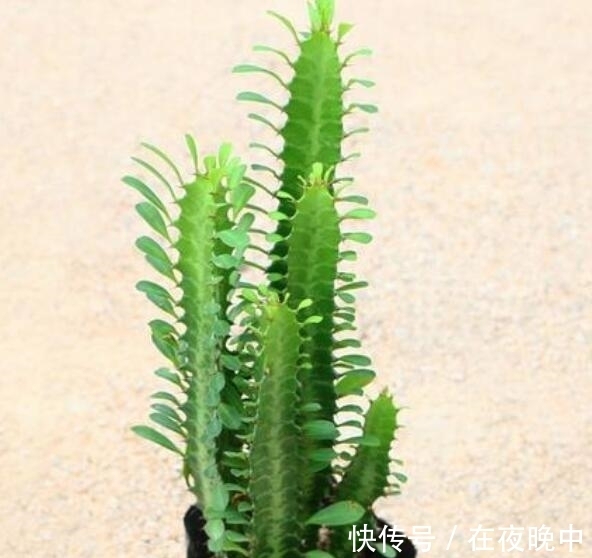 青龙骨如何扦插?教你4个扦插方法,15天就生根,一年“窜上房”