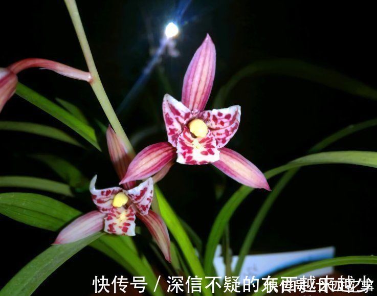 花芽|兰花施肥，掌握1句“口诀”，新芽“蹭蹭”冒，花朵“呼呼”开