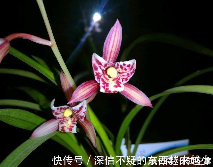 花芽|兰花施肥,掌握1句“口诀”,新芽“蹭蹭”冒,花朵“呼呼”开