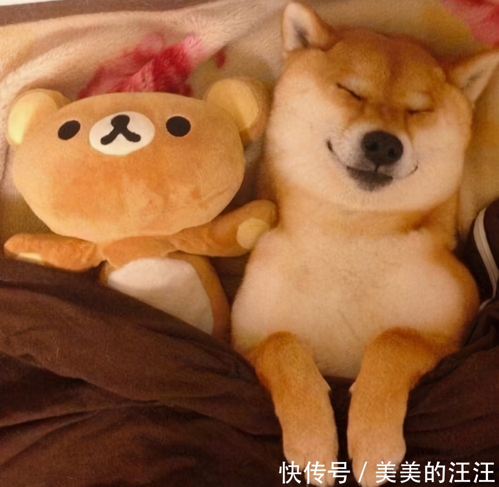 柴犬属于长毛犬还是短毛犬 柴犬属于长毛犬还是短毛犬