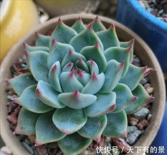 熊童子|夏天养几种“耐热多肉”,不怕酷暑,不用休眠,想养死都难