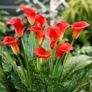 睡眠质量|3种花,再喜欢也别在室内养,会影响健康,家里养了赶紧搬出去