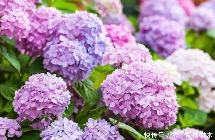 家里养上“4种花”，好养易打理，花色柔美，花朵烂漫迷人