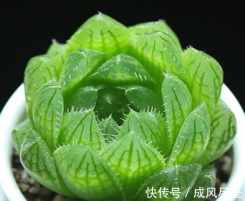 6种大型多肉植物,颜值高好养护,阳台种一盆,大气上档次!