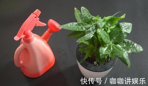 养花怎么补偿营养水 用它泡一泡浇花, 浇过的花油绿直冒芽, 很实用
