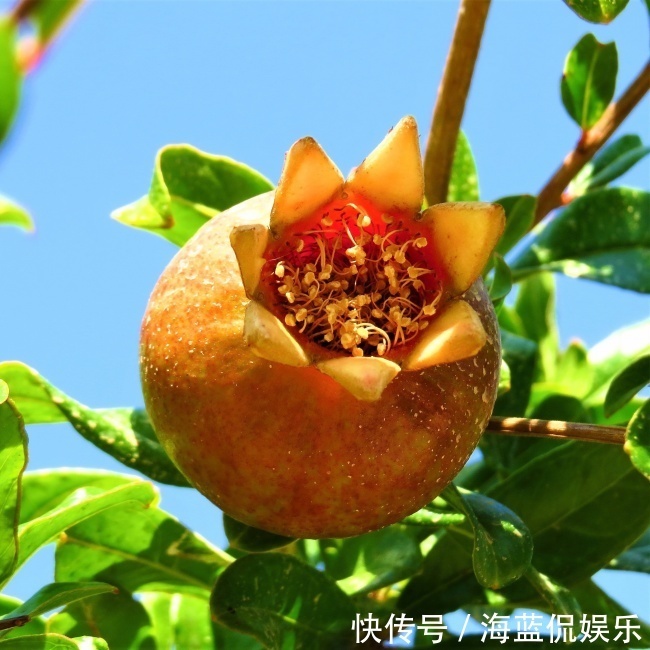 红花绿叶|此花是一种成熟的美丽,寓意着多子多福,是很鲜艳的花