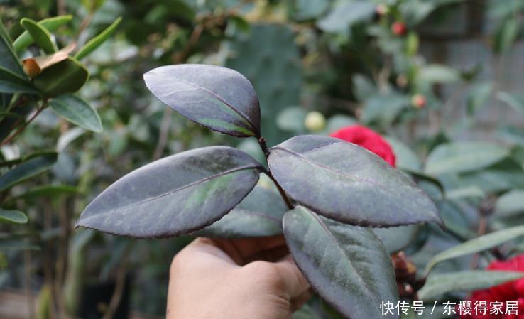 冬天常见的4种“年宵花”别停肥,养不好都是“缺肥”导致的!