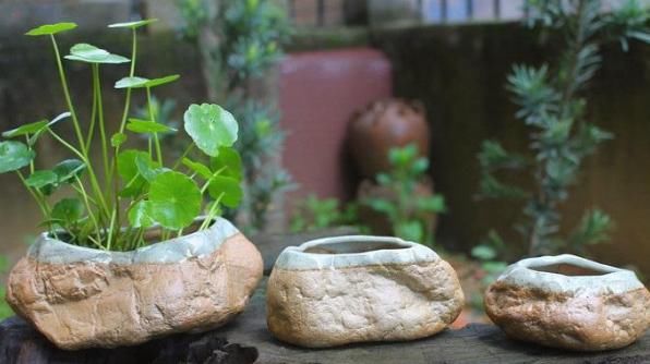  盆栽|初次尝试养花选什么植物好？盆栽此4款，搁室内漂亮又好养