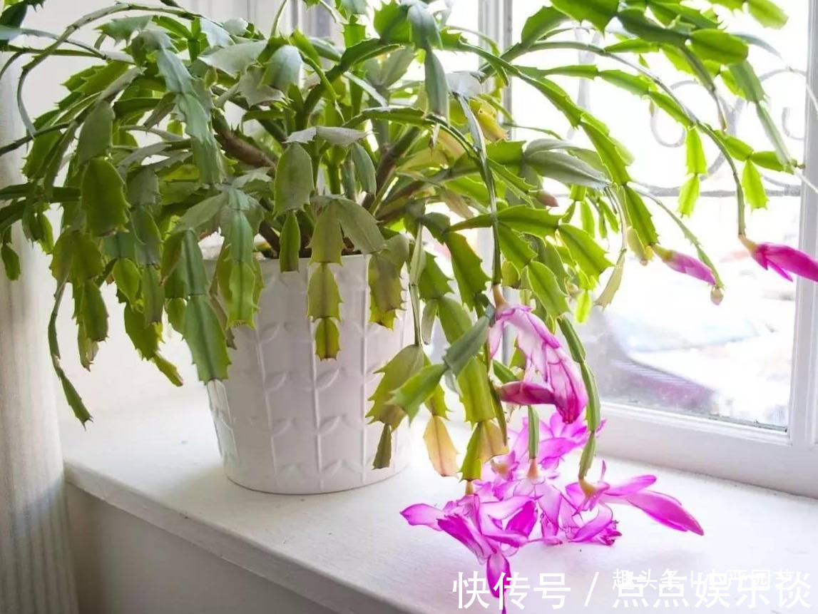 蟹爪兰叶片发软用点“它”叶片坚挺，花朵爆盆
