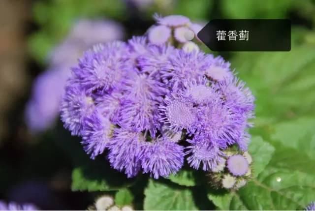 150种常见植物及花卉，你认识几个？