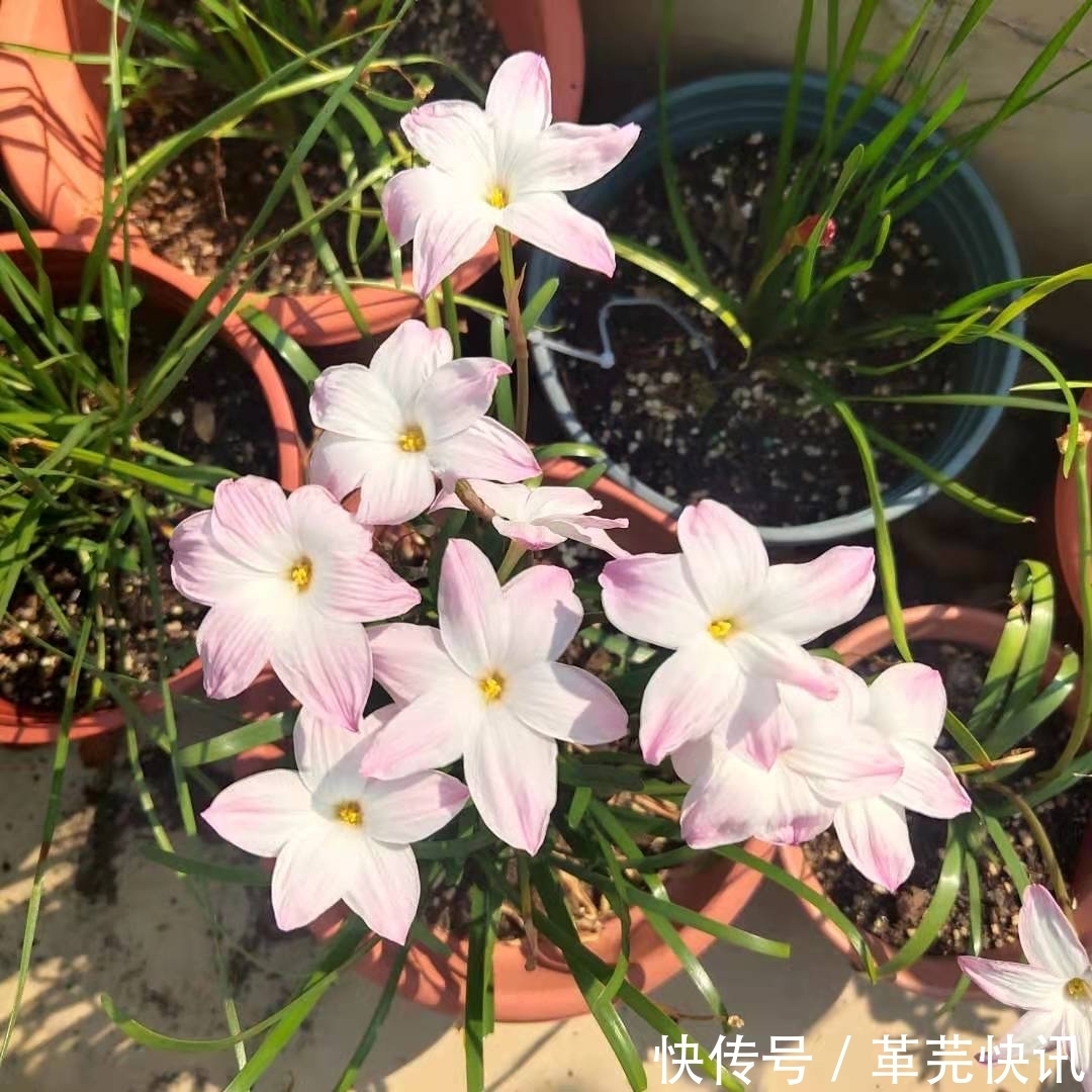 3种花，越热越开花，越晒越开花，花色丰富又鲜艳