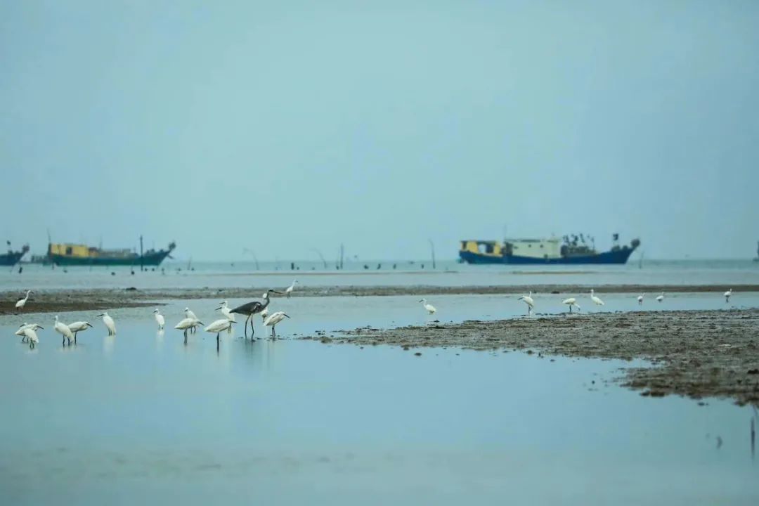 美丽的海陵岛，藏着冬日观鸟天堂