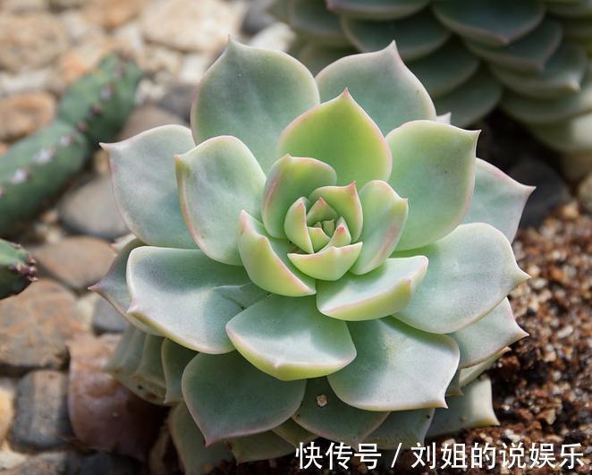 铺面石|多肉植物怎么上盆，做好这几件事，服盆快速植株健康