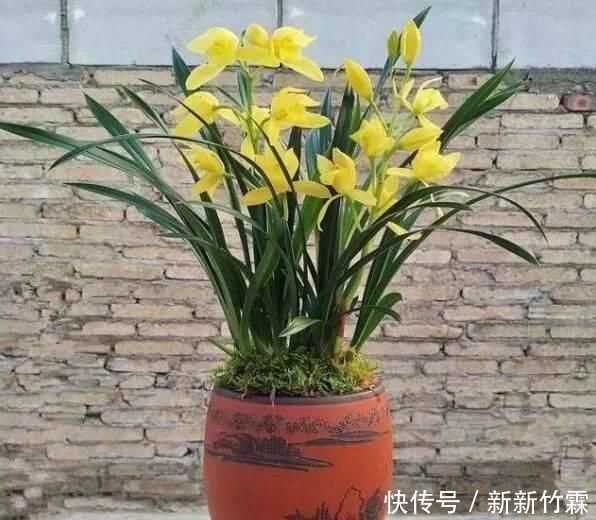 这种花,比茶花漂亮,比茉莉还香,年头开到年尾,比君子兰强多了