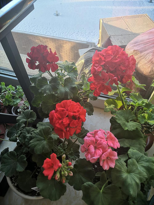 天竺葵“大山宫”，优秀的阳台盆栽花，好看又好养，冬天也有花看