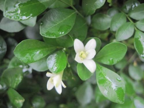 千里香|乡下一种野草，叶子嚼一嚼能治牙疼，晒干了能卤肉，还能当做盆栽