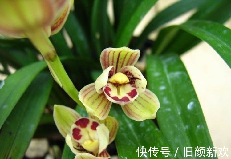 荷型黄莲瓣|花期最长的盆栽花，全年开花不停，花香四溢，养护容易，值得拥有