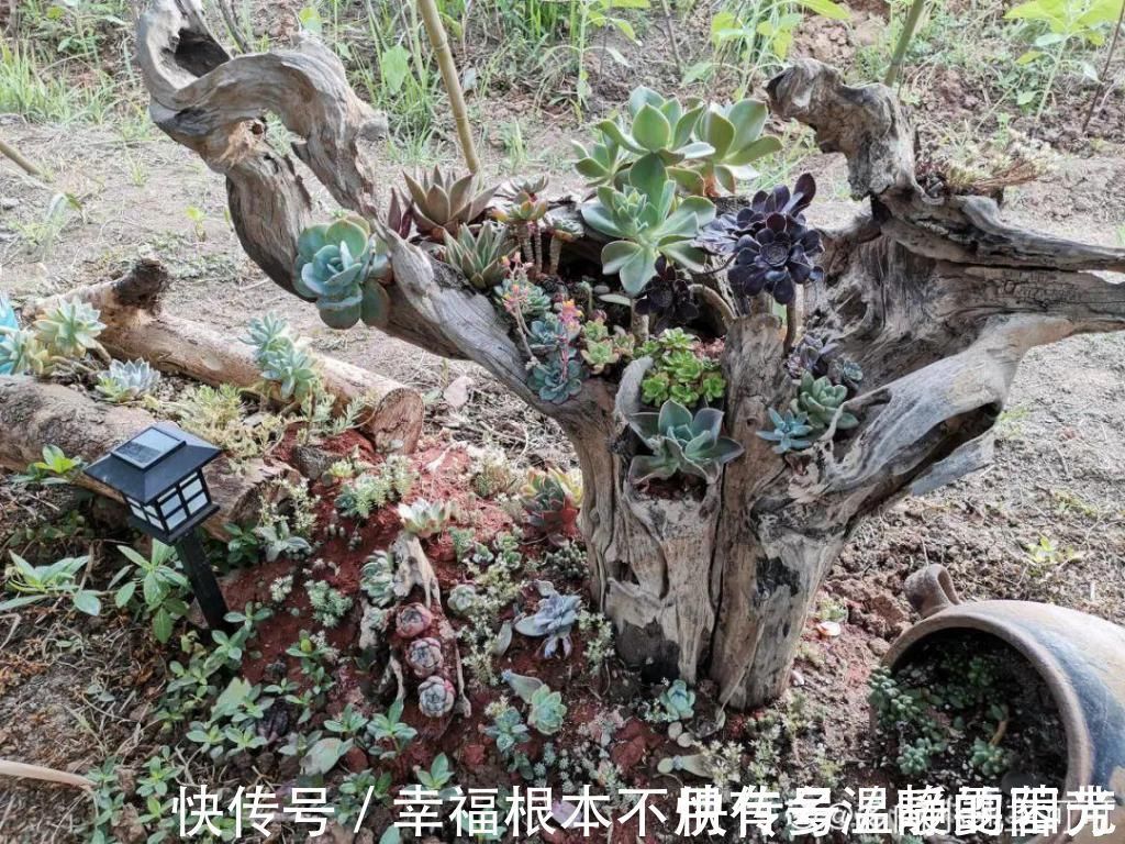 多肉|田里种多肉,在地里自然生长,棵棵肥成大白菜