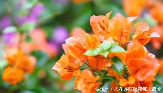 小技巧|谁说三角梅不开花学会这几个小技巧,一直开花到来年