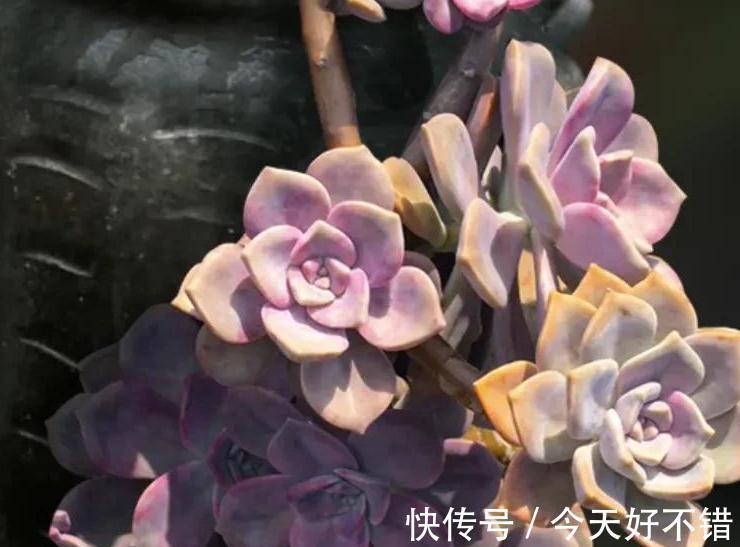 6种多肉养成老桩太漂亮了,养再多都不嫌够,适合新手养殖哦