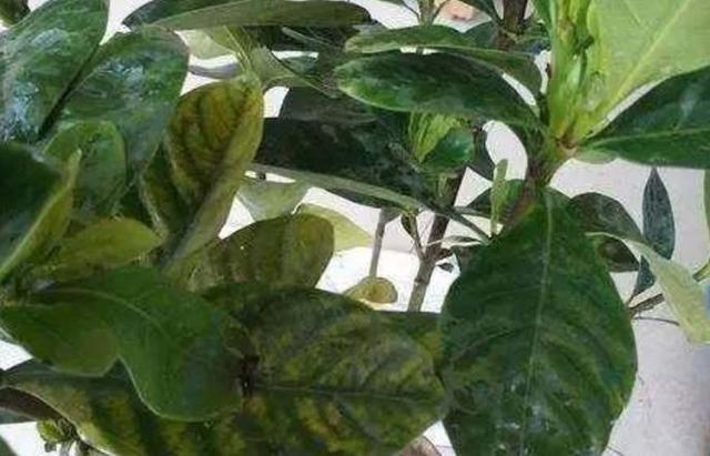 花叶子太脏了,哪哪都是灰,学会此招,养一屋子都不愁