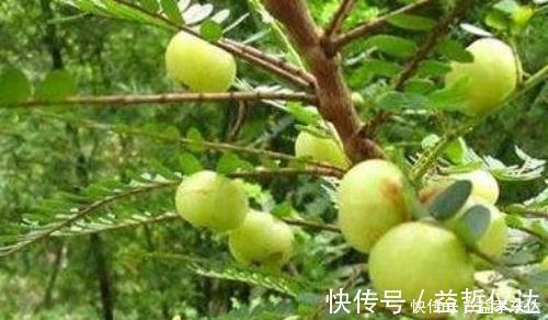 泡水|咳嗽久咳不愈，多用此果泡水，坚持三天，利咽喉，整年不咳嗽