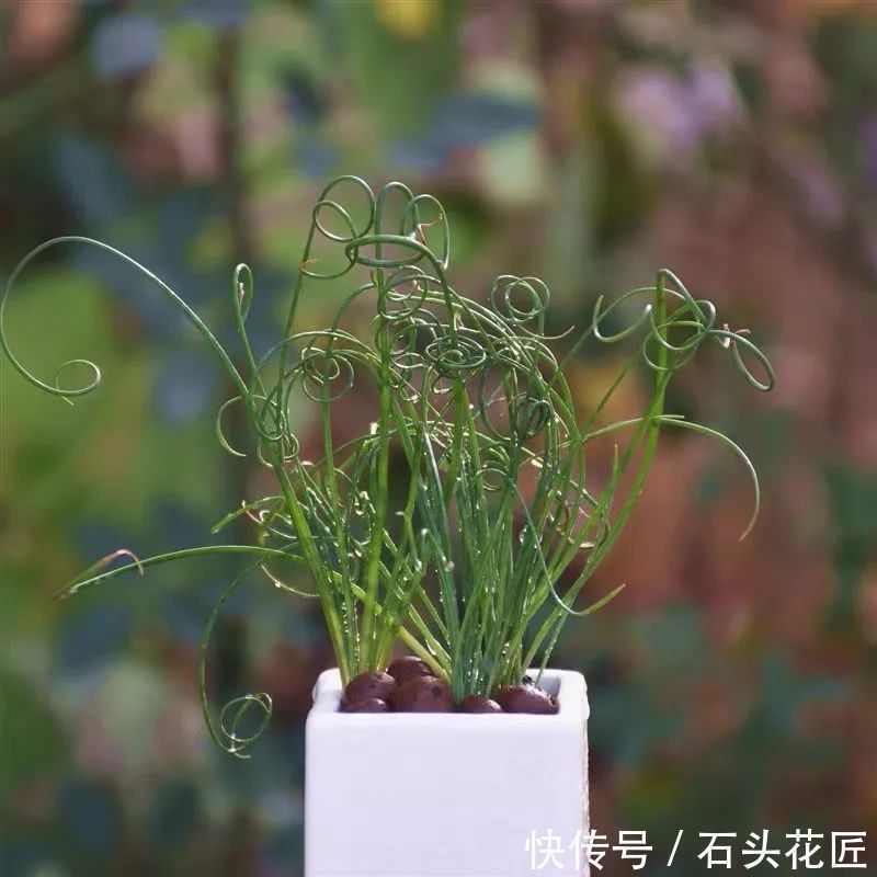 鱼骨|此5种植物,叶子“奇特”又漂亮,养在家里大气、又好看
