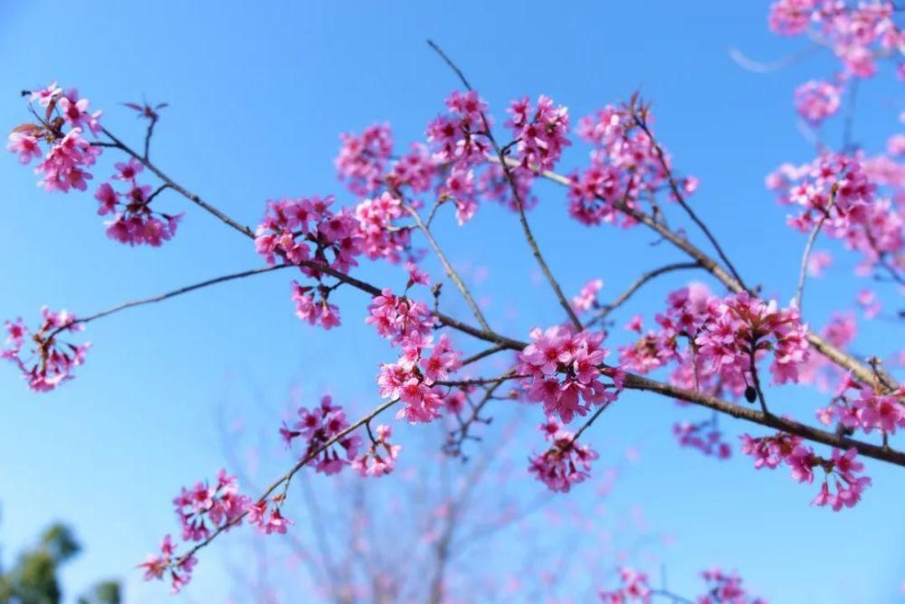 仙！冬樱花正开，美女樱不败，粉妆玉砌就在太平湖