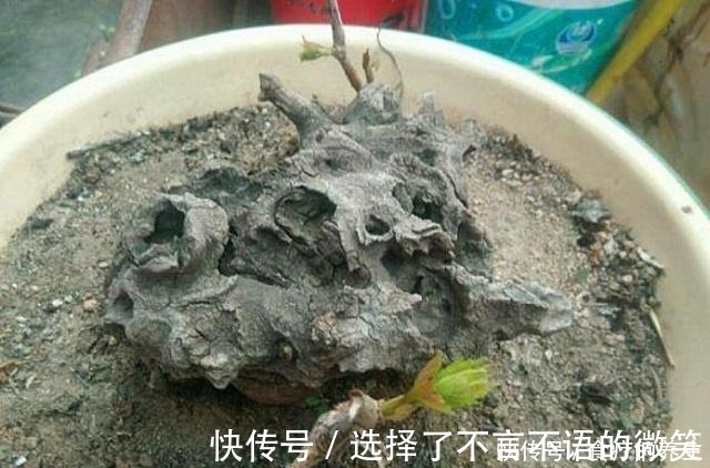 葡萄藤|老爸挖回一段“怪老藤”，养了小一年，爬到窗沿，挂了满墙果！