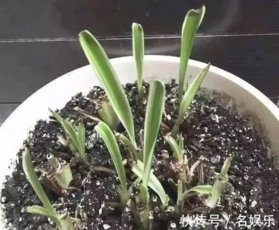 8种花现在赶紧剪，剃光头撸光叶，越狠越爆盆