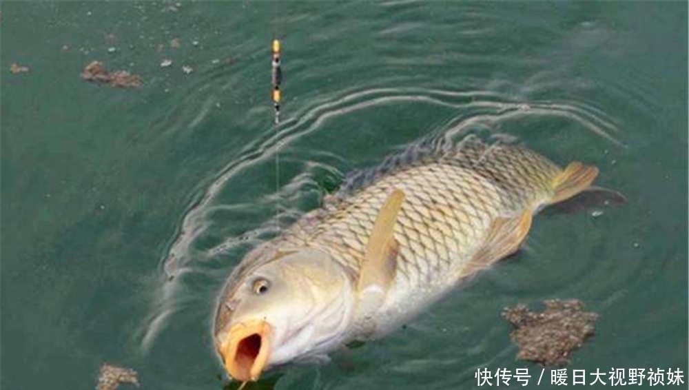 饵料|调几钓几最灵?哪种调漂方法最“万能”?调漂之前要考虑的几件事