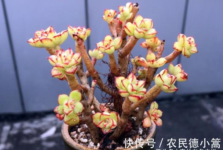 酥皮鸭|多肉花盆不透气,三伏天想换盆?要是像这样操作那换一下也无妨