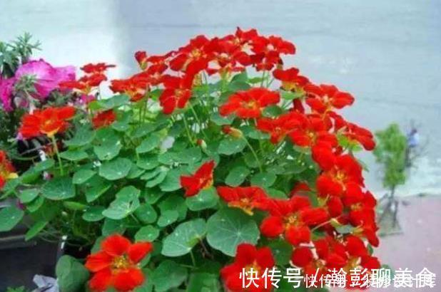 旱莲花|它是冬天里的“主角”，只需一粒种子，几个月就能花开上百朵！