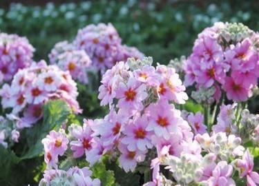 养花试试这款,浪漫的花朵花语是除你以外别无他爱