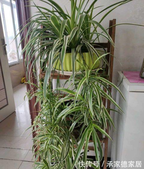 繁殖|天凉了，家里养花，准备开始玩扦插了，一棵变十棵，真有趣