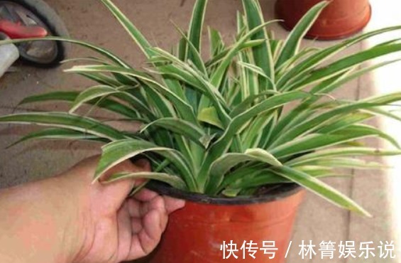 小吊兰|秋天吊兰怎么养教你这些小妙招，1盆轻松变多盆