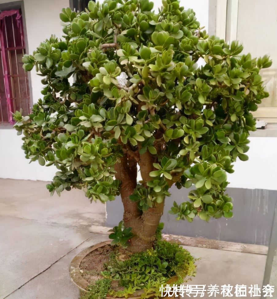 9种“吉祥树”,适合家里养,富贵大气上档次,好养寓意好