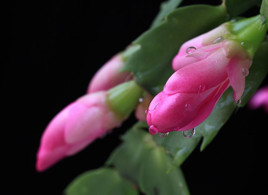 蟹爪兰总是萎蔫怎么办学会3个小技巧，茎枝翠绿粗壮，开花爆盆